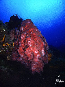 "Ripples" This is an example of the visibility often seen... by Steven Anderson 